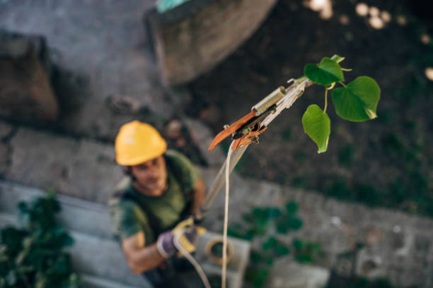 How Our Tree Care Process Works  in  Lake Isabella, CA