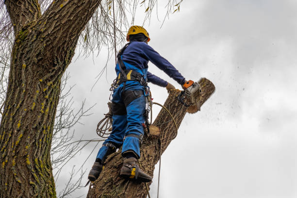 Leaf Removal in Lake Isabella, CA